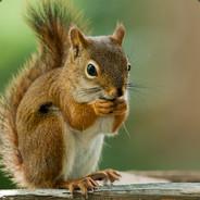 TheSammiSquirrel's - Steam avatar