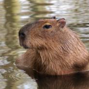 Capivara's - Steam avatar