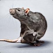 Rat Bastard's - Steam avatar