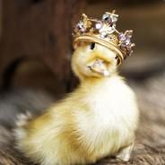 Princess Duckling's Stream profile image