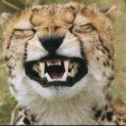 ChillCheetah's - Steam avatar