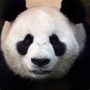 BadBoyPanda's Stream profile image