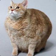 Hemwatt's Stream profile image