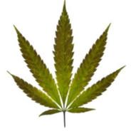 toenh420's Stream profile image