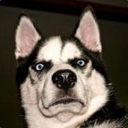 Huskydog's Stream profile image