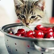 Cherry Kittens's - Steam avatar