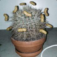 Cactus with spiked peanut flips's - Steam avatar