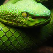 ZingyCobra's Stream profile image