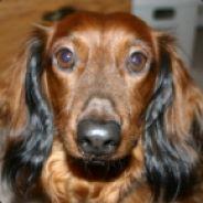 BattleDachshund's Stream profile image