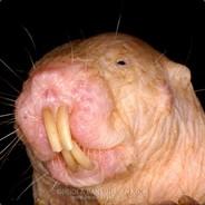 King Slaughterfuck Murderkiller's - Steam avatar