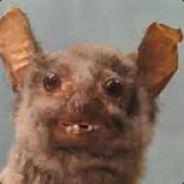 Protu's Stream profile image