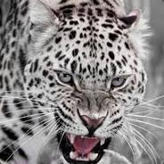 Snow Leopard's - Steam avatar