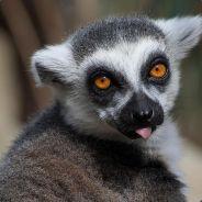 LemurFever™'s Stream profile image