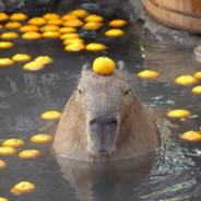 Capybara's Stream profile image