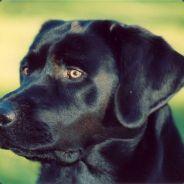 Black Dog's - Steam avatar