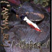 Cobra's Stream profile image