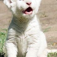 Whitexcat's - Steam avatar