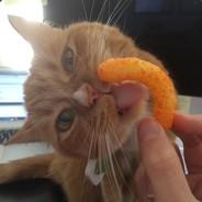 The CheesePuff's Stream profile image