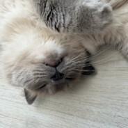 nnnatalia531's Stream profile image