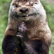 Otter Annihilation's Stream profile image