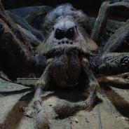 Aragog's Stream profile image