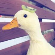 Zoe, Queen of Ducks's - Steam avatar