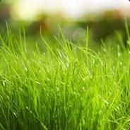 Amegion's - Steam avatar