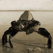 Colonel Mudcrab's Stream profile image