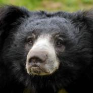 Sloath_BEAR's Stream profile image