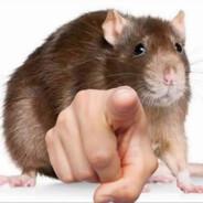 HSL | Sewer RAT !!!'s Stream profile image