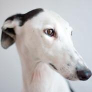 TM Galgo's - Steam avatar