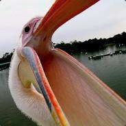 pelicans971's Stream profile image