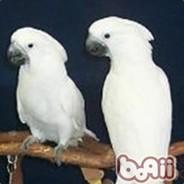 Sariel's Stream profile image