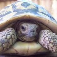 Adaurus's Stream profile image