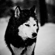 Hussk.'s - Steam avatar