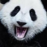 Im Kinda Panda's - Steam avatar