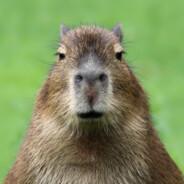 Capivara Mortífera's Stream profile image