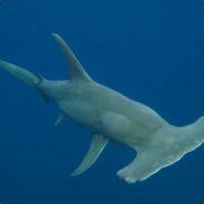 SharkHunt's - Steam avatar