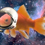 SpaceFish's Stream profile image