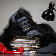 Don Gorila's Stream profile image