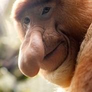 Pif de Nasique's Stream profile image