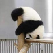 Nagasaki Badger's Stream profile image