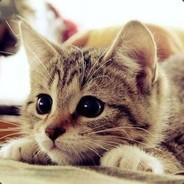 Kitten's - Steam avatar