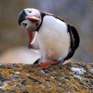 evil_puffin's Stream profile image