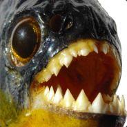 PiR_'s Stream profile image