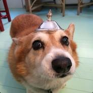 Commander Corgi's - Steam avatar