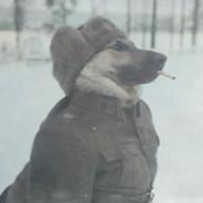 Carballo's Stream profile image
