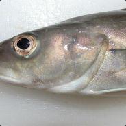 Coddo's - Steam avatar