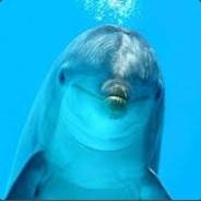 Bully Dolphin's - Steam avatar