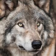 Wolf12's Stream profile image
